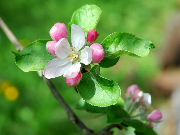 Apfelblüten, Foto: Rodi_9055_600x450