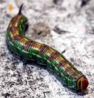 Raupe
