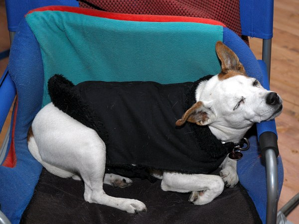 Hund, Foto: Rodi_2467_600x450 Hund, Foto: Rodi_2467_600x450